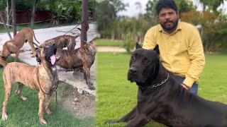 क्या सच में Presa Canario ख़तरनाक होते हैं 😳इंडिया में सबसे ज़्यादा Presa Canario इस Kennel में हैं [upl. by Arreyt171]