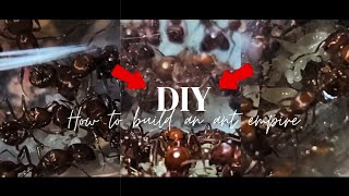 How to care for Pogonomyrmex californicus [upl. by Acinorev]