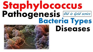 Staphylococcus bacteria Microbiology  pathogenesis infection disease toxin food poisoning [upl. by Stella]