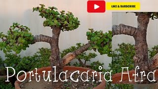 Jade Plant Bonsai Pruning For Beginners  Important Tips [upl. by Hun915]