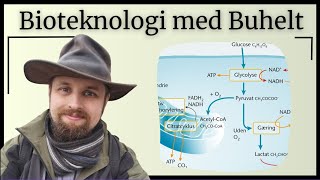 Bioteknologi  Carbonhydraternes intermediære stofskifte [upl. by Arihas401]