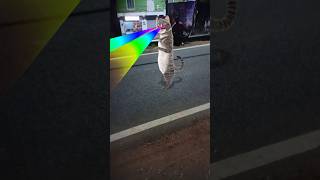 just cat fun danceviralvideo cartoonfunnycomedy viralvidodancecomedycartoncarttonautomobile [upl. by Siriso142]