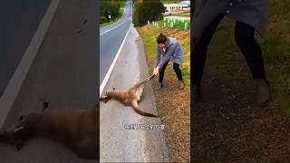 I found a kangaroo lying on the road sorts sortvideo sort [upl. by Ade419]