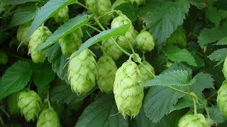 ⟹ NUGGET HOPS  Humulus lupulus  This is the last year im growing it heres why [upl. by Alexei234]