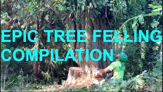 Epic Tree Felling Compilation [upl. by Nika]