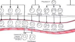 Erythropoiesis Steps in RBC formation Regulation of Erythropoiesis Lifespan amp Destruction of RBC [upl. by Ytirehc]