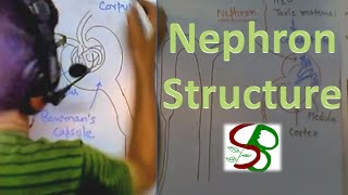 Nephron structure [upl. by Cerallua]