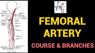 Femoral Artery  Course amp Branches [upl. by Nimesh]