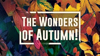 8 Amazing facts about Autumn [upl. by Tertias]