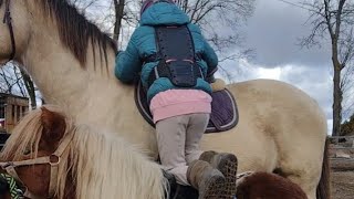 Shetland ponies are useful in many ways [upl. by Iggep]