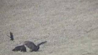 Crows Attack Turkey Vulture Fly with Redtailed Hawks [upl. by Wolfe]