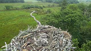 Bywyd Gwyllt Glaslyn Wildlife  Ffrwd Byw  Live Stream [upl. by Hait]