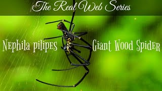 Giant Wood Spider Nephila maculata The real web series  A short documentary [upl. by Ydnahs]