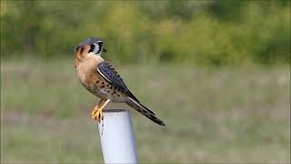 American Kestrel  Sparrow Hawk [upl. by Aikrehs389]