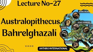 Australopithecus Bahrelghazali Early Hominid [upl. by Julee]