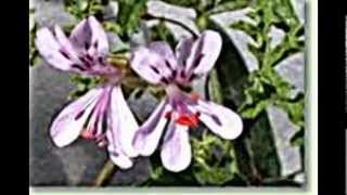 Pelargonium Geranien [upl. by Lilac]