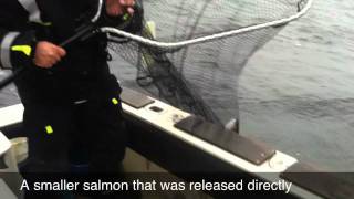 Salmonfishing In the Baltic Sea 23 November [upl. by Crosse]