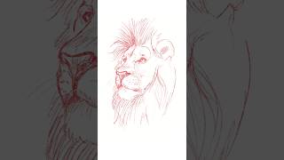 comment dessiner un portrait de lion dessinateur20 spiderniels nielsroman [upl. by Goddard]