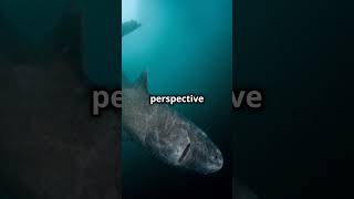 Meet the 400YearOld Shark 🦈GreenlandShark Science Animals Shark WildLife [upl. by Onoitna]