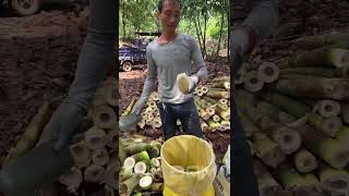 Cutting Bamboo Shoot bamboo cutting [upl. by Wessling157]