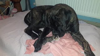 Bullmastiff puppy helps raise abandoned newborn kitten [upl. by Thrift]