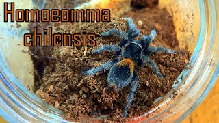 Homoeomma chilense ex chilensis tarantula handling [upl. by Stine]