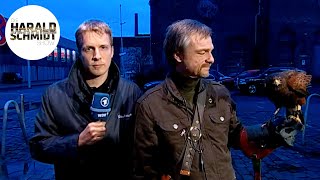 Oliver Pocher Taubenabwehr mit Bussarden  Die Harald Schmidt Show ARD [upl. by Attolrac738]