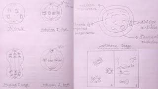 How to Draw Stages of Meiosis  Leptotene Diplotene Diakinesis Metaphase 1 amp 2 Anaphase [upl. by Dianne]