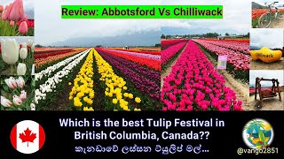 Review Abbotsford vs Chilliwack Tulip Festival 2023 😱❤️ Which one is the best vango2851 [upl. by Llekram129]