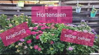 Hortensien selber ziehen 🍓 schnelle und einfache Anleitung für alle  🍓 haben sehr große Blüten [upl. by Nhguaved]