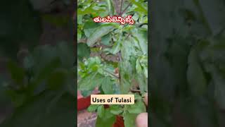 తులసి ప్రయోజనాలు SPGarden28199 medicinalplants garden tulsi [upl. by Ydaj148]