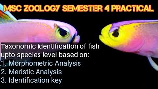 Taxonomic identification of fish upto species level [upl. by Ruffo]