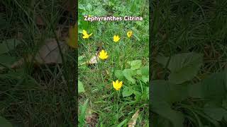 Yellow Rain Lily Zephyranthes Citrinanature birdsounds rainlilyflower shortsyoutube [upl. by Eyahsal926]