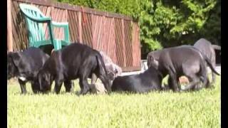 Unsere Cane Corso Welpen mit 8 Wochen beim Spielen [upl. by Tedd]