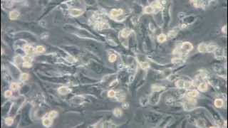 Neonatal Cardiomyocytes After gentleMACS Dissociation [upl. by Yeleen93]