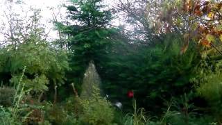 Bealtaine Cottage Permaculture [upl. by Ittam]