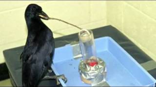 Science Today Crow Intelligence  California Academy of Sciences [upl. by Eceerahs140]