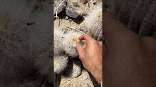 Copiapoa krainziana habitat in the north of Chile 🇨🇱 [upl. by Riki]