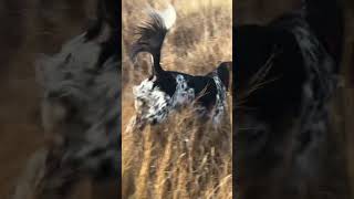 Hawk with the pheasant retrieve hunting uplandhunting [upl. by Innej]