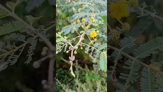 Gum Producing Plant Gum Arabia botanically called Acacia Nilotica belongs to Fabaceae Family botany [upl. by Casia]