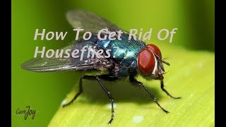 How To Get Rid Of Houseflies [upl. by Aicilaana]