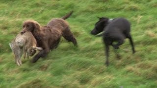 Ferreting rabbits with every dog weve got [upl. by Annaehr117]