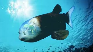 Researchers film rare deep sea fish with transparent head barreleye fish [upl. by Cartie]