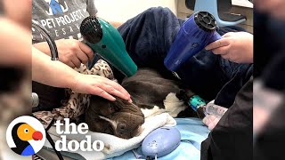 It Took Hours To Warm Up This Pittie Found In The Freezing Cold  The Dodo [upl. by Aicirtel]