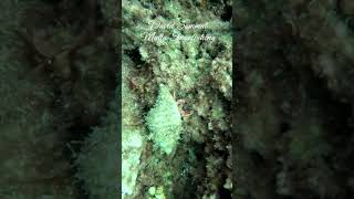 Hermit Crab fishing fish diving sub scubadiving fishing pesca sea ocean underwater malta [upl. by Enriqueta]