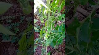 Another cherry tomato plant in my kitchengarden [upl. by Lehcer]