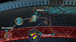 Neutrophils and Neutrophil Extracellular Traps NETs in IBD  Serum Calprotectin CPa9HNE Biomarker [upl. by Saeger]