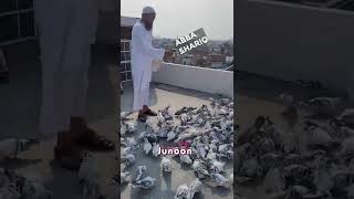 Abba Sharik  Delhi Ki Kabutar Bazi  Pigeon Lover  Kabutar Ki Video  Kabootar Bazi  Delhi Pigeon [upl. by Annaet]