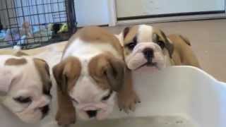 Baby English Bulldog Puppies [upl. by Welcher]