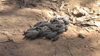 Group of Spitfire sawfly larvae  crossing the road  Wollemi National Park [upl. by Nuahsal]